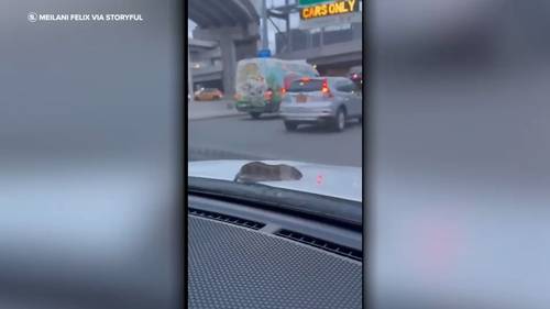 Rat catches ride to LaGuardia Airport on hood of car in viral NYC video