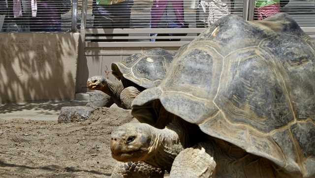 Gramma the Galapagos tortoise, oldest resident of San Diego Zoo, dies