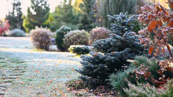 A Polar Vortex Is Coming Soon: Here's What You Need To Know To Protect Your Garden