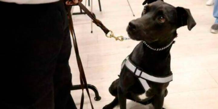 De callejero a detectar gusano barrenador en Jalisco: este perro donado por un albergue ahora lucha contra la plaga