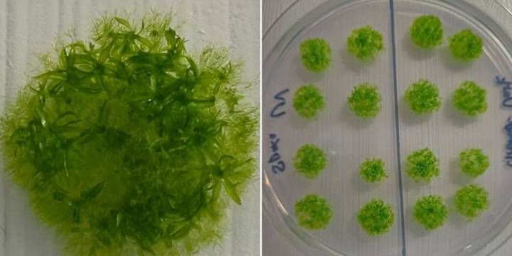 Entre radiación y vacío: una planta sobrevivió nueve meses en las condiciones extremas del espacio