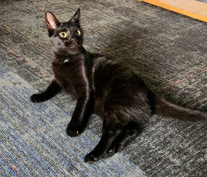 OCHS adoptable pet: Bridgett is into birding