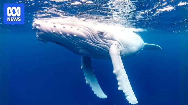 Scientists concerned for wellbeing of rare albino humpback whale that should be migrating south