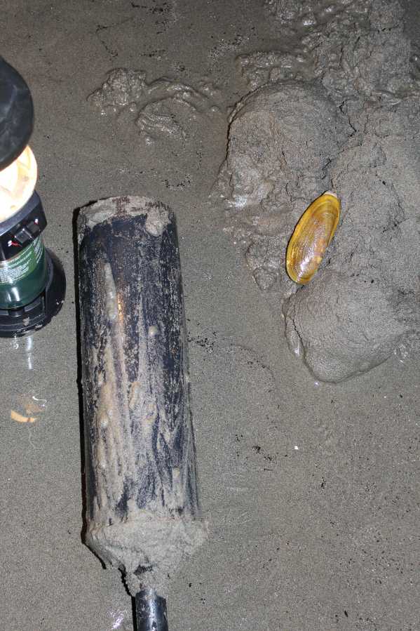 Field notes: Razor clam digging approved for Nov. 3