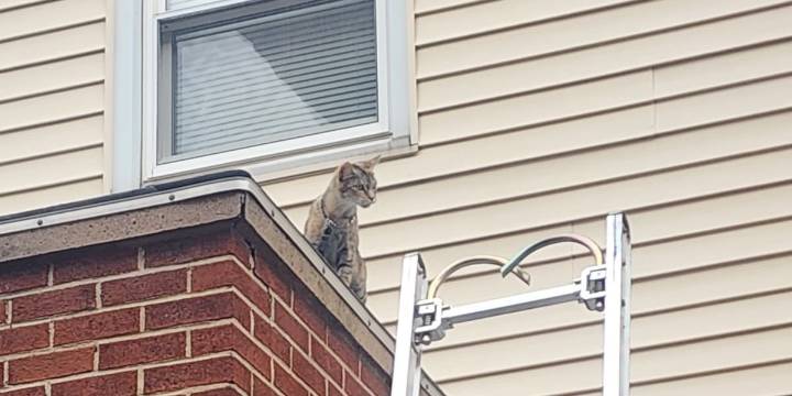 Firefighters rescue cat from roof in Hartford