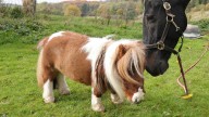 Descubren al asombroso caballo más pequeño del planeta, ¡mide solo un poco más de 50 centímetros!