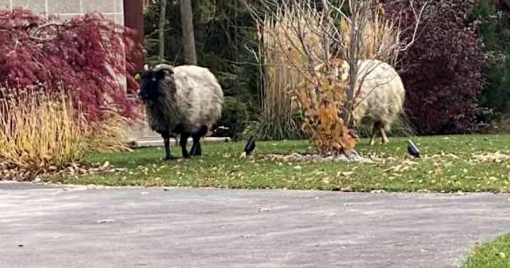 Rams on the run: Two sheep run wild, spotted in Mequon and Grafton