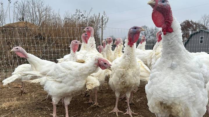 Stores keep prices down in a tough year for turkeys. Other Thanksgiving foods may cost more