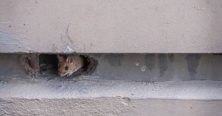 Mice will steer clear from your home if you use 3 foods you have in your kitchen