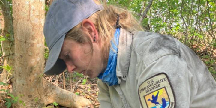 Artists promote wild Red Wolf conservation through musical performance