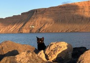 Controlar los gatos, asignatura pendiente aún en La Graciosa