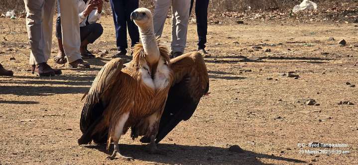 MP News: Geo-Tagged Eurasian Griffon Vulture On Return Path To State From Kazakhstan; It Has Covered 6,000 Km So Far