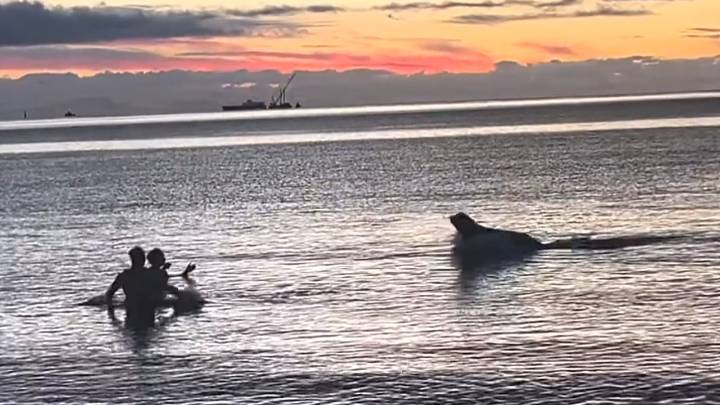 #TheMoment a sea lion lunged at cold plungers