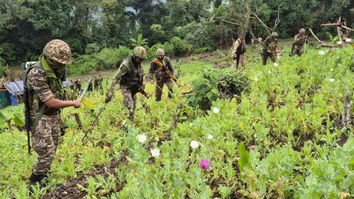 Manipur: Security forces destroy 30 acres of poppy cultivation in Kangpokpi