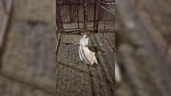 Texas Rescuer’s Heart Stops When She Sees A Strange Young Animal Waiting Alone In A Pen