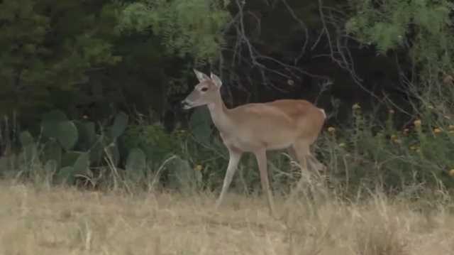Officials urge safety as deer hunting season kicks off