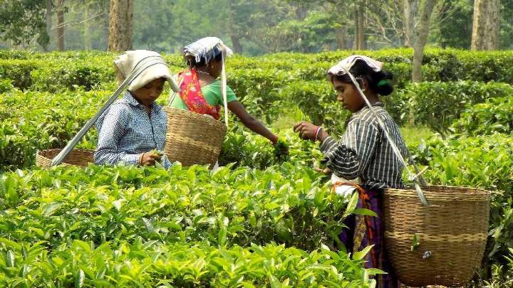 Assam to roll out ‘special policy’ to protect ‘genuine youths’ from fake tea garden claims
