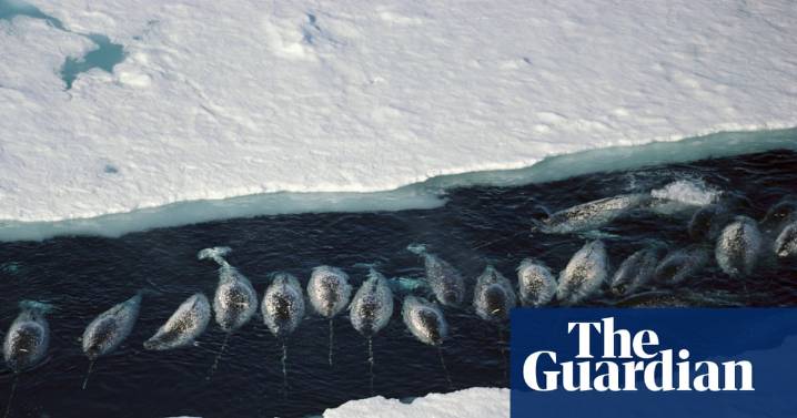 ‘The narwhals stop calling’: how the noise from ships is silencing wildlife in the Arctic