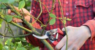 Gardeners urged to 'cut' roses in November to fix common problem