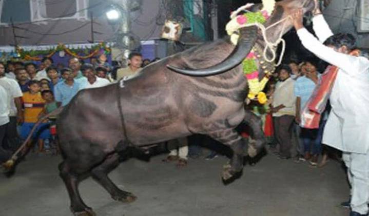 Boy injured as buffalo runs amok during Sadar festivities in Karimnagar