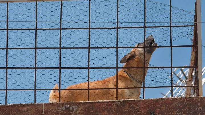 Maltrato animal en Michoacán: qué dice la ley y cuáles son las penas