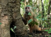 Corpamag reintregó más de 90 ejemplares silvestres a su hábitat natural en el Magdalena