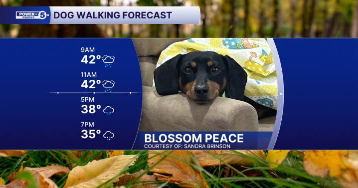 Dog walking forecast: Rainy start, a wintry finish