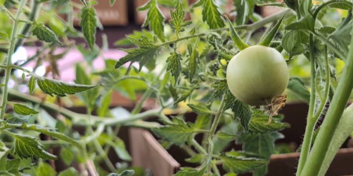3 BRILLIANT MINUTES: A hack of the cooler tomatoes