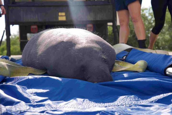 Los manatíes de Florida reciben un segundo respiro de vida gracias al equipo de rescate de SeaWorld