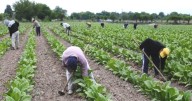 Prorrogan decreto para continuidad laboral rural