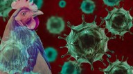 Muere Paciente que Fue Primer Caso de Gripe Aviar H5N5 en el Mundo