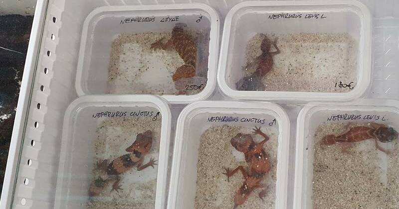 Extinction risk: illegal wildlife trade threat revealed