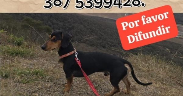 Se busca a Chicho: un perrito salchicha que se escapó en la zona de la Terminal