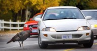 Turkey alert: Drivers in north St. Catharines advised to watch for wild gobblers