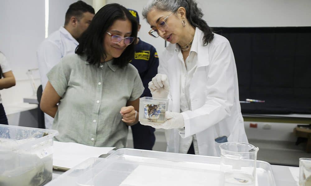 Piezas recolectadas del galeón San José están en proceso de análisis por arqueólogos