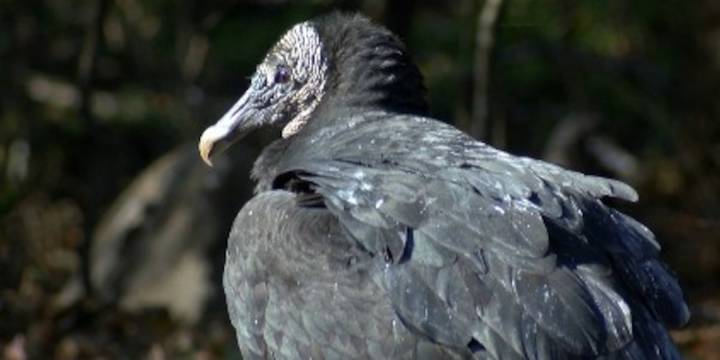 Bird flu kills black vultures at Colonial Heights park