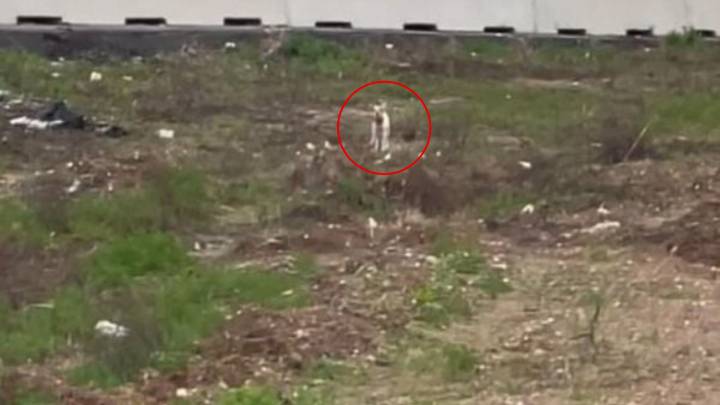 Chihuahua Left Near Texas Road Trembles In Fear As Rescuers Plan Her Delicate Escape