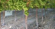 Talsa se expande en Ica: proyecta 500 hectáreas de uvas al 2029 pese a aranceles en EE.UU.