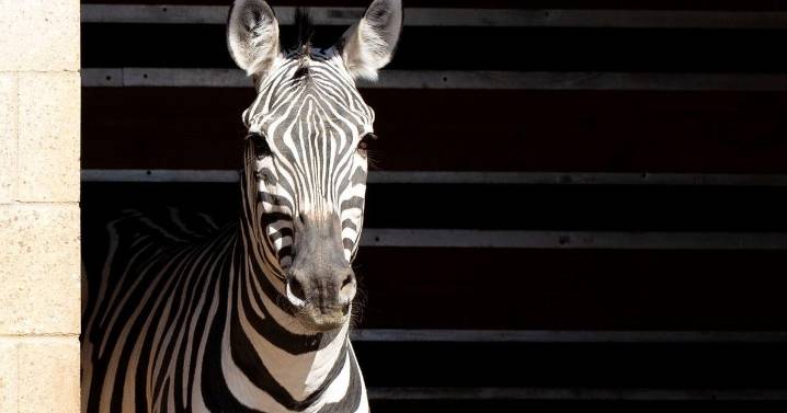 Como Zoo announces death of 25