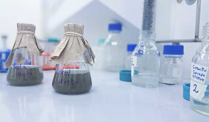 El futuro de los relaves mineros: Microorganismos podrían convertirlos en fuentes de cobalto