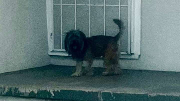 California Dog Watches His Family Leave Without Him, And His Reaction Breaks Hearts
