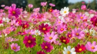Las tres plantas perfectas para sembrar en noviembre y llenar el jardín de flores en verano