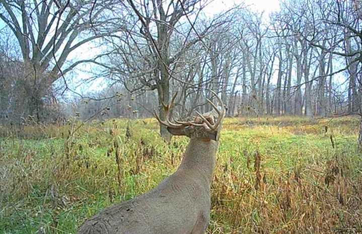Hunters take 5 deer during special East Grand Forks city archery hunt