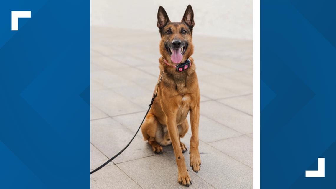 Beaumont K-9 Loki helps track down 3 suspects after stolen truck pursuit