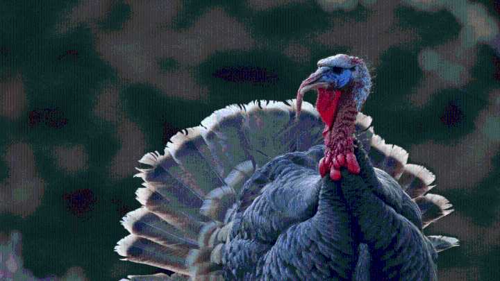 Mississippi governor to pardon turkey ahead of Thanksgiving but needs help naming it