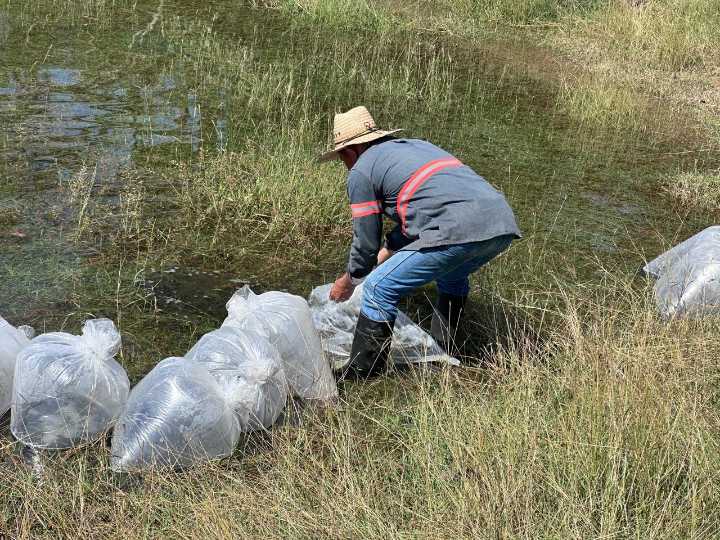 Subseder entrega 50 mil crías de tilapia a productores colimenses
