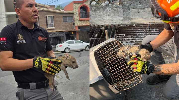 Rescatan a Cría de Pecarí Atrapada en Alcantarilla en Guadalupe, Nuevo León
