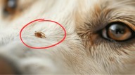 Época de garrapatas: lo que nunca tenés que hacer si le encontrás una a tu perro, según un veterinario