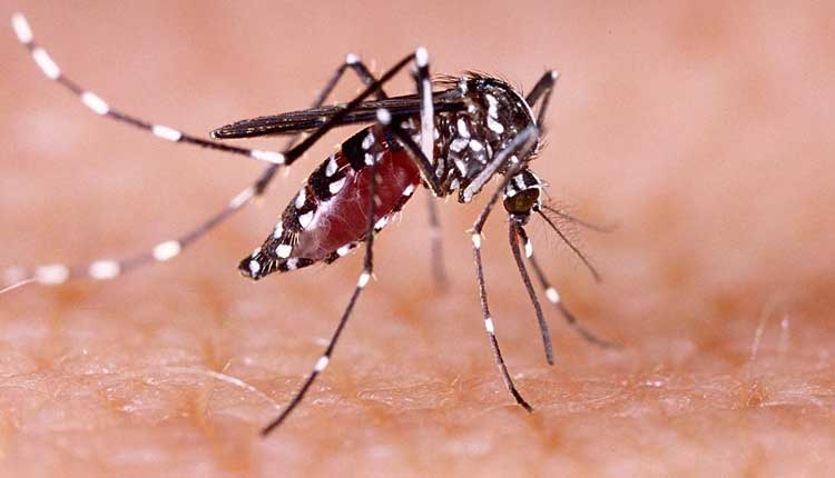 Bangladesh Records 1,147 New Dengue Cases In 24 Hours