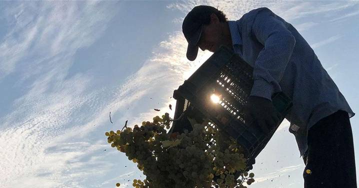 La uva Pedro Ximénez de Montilla-Moriles se gana al público y al sector en BioCultura Madrid